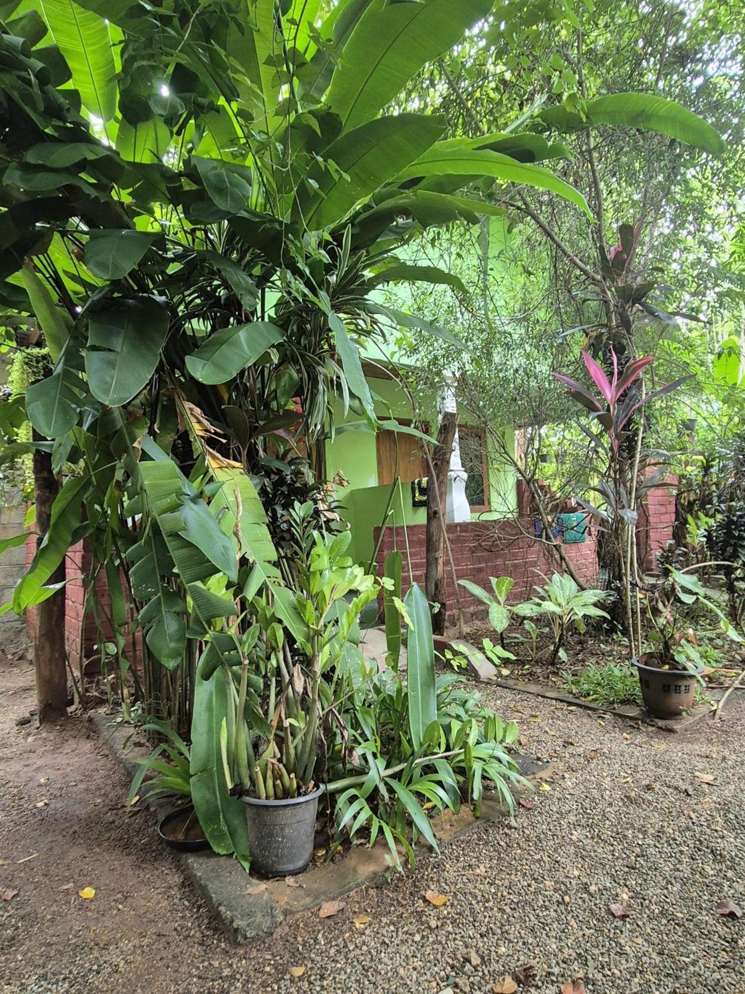 Forest Villa Nature Resort Анурадхапура Екстер'єр фото